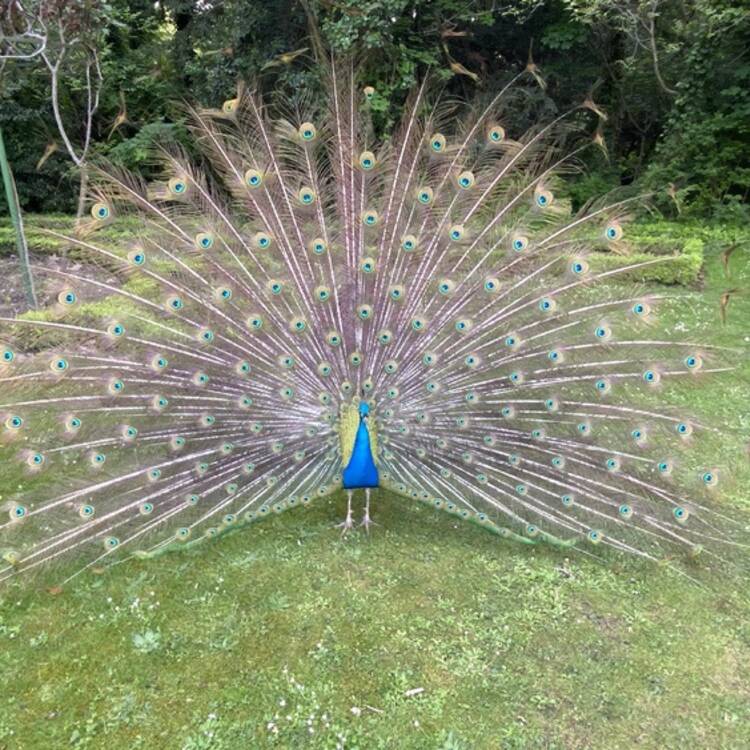 Foto de perfil de Hada