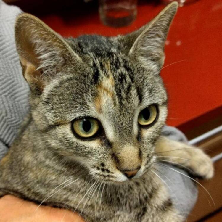 Foto de perfil de pablo
