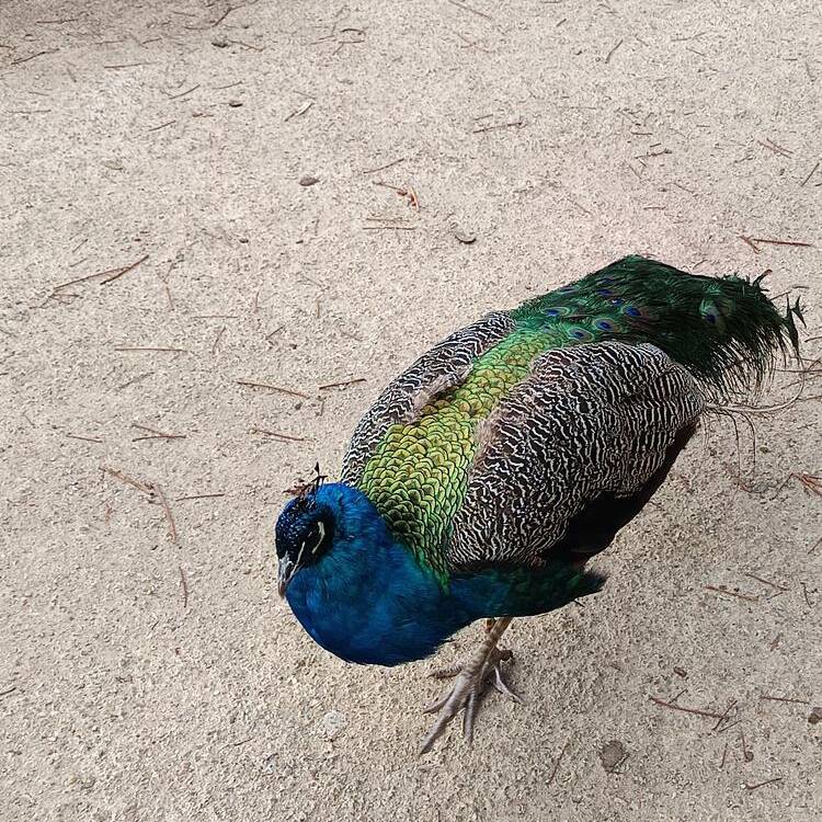 Foto de perfil de Raton